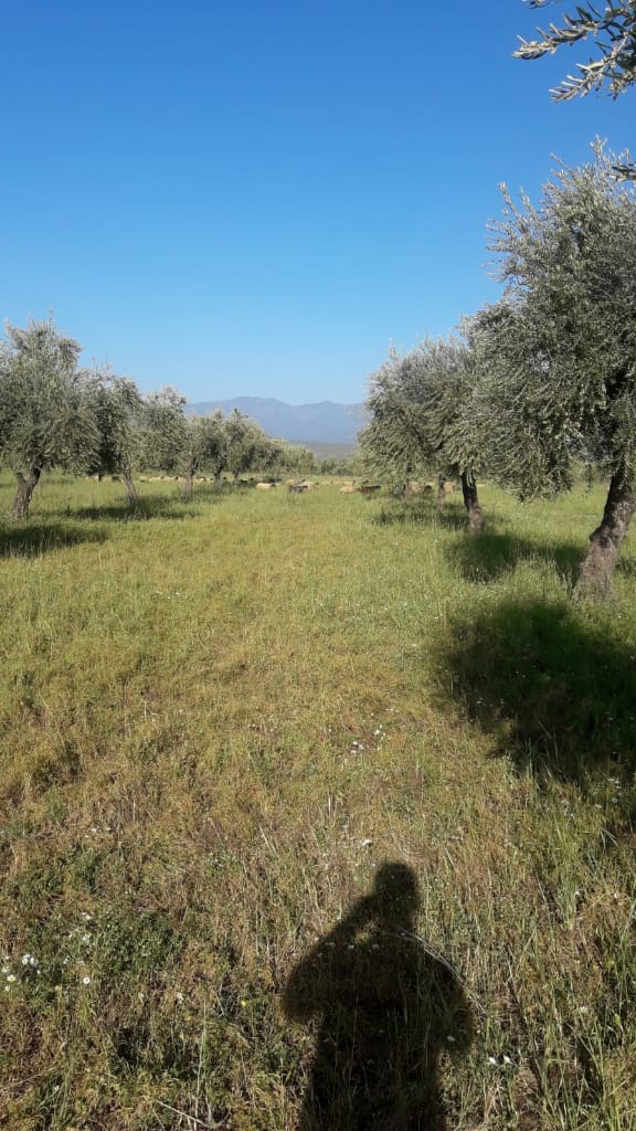 Bi wêne.. Grûpên çekdar pezên xwe li nav zeviyên Efrînê diçêrînin 
